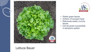 Lettuce Bauer
• Darker green leaves
• Uniform, 8”compact head
• Deliciously sweet, crunchy
leaves
• Can be grown successfully
in aeroponic system
 