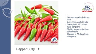 Pepper Buffy F1
• Hot pepper with delicious
taste
• Juicy, thick-walled fruits
• Great yield, 250 – 280
fruits per plant
• Slightly larger fruits than
comparisons
• Matures in 70 days from
transplant
 