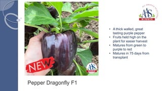 Pepper Dragonfly F1
• A thick walled, great
tasting purple pepper
• Fruits held high on the
plant for easier harvest
• Matures from green to
purple to red
• Matures in 75 days from
transplant
 