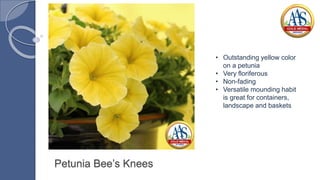 Petunia Bee’s Knees
• Outstanding yellow color
on a petunia
• Very floriferous
• Non-fading
• Versatile mounding habit
is great for containers,
landscape and baskets
 