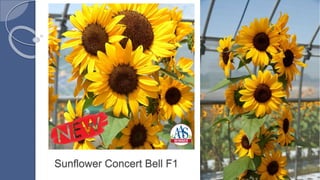 Sunflower Concert Bell F1
• Unique multiple flowered
sunflower on strong
sturdy stems
• A ready made bouquet
with one cut!
• 10-12 golden yellow
flowers per stem
 