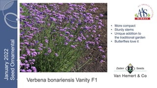 Verbena bonariensis Vanity F1
• More compact
• Sturdy stems
• Unique addition to
the traditional garden
• Butterflies love it
January
2022
Seed
Ornamental
Inground
 