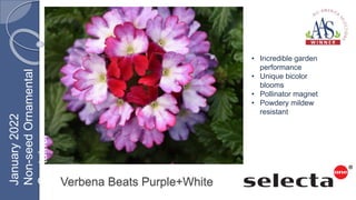 Verbena Beats Purple+White
• Incredible garden
performance
• Unique bicolor
blooms
• Pollinator magnet
• Powdery mildew
resistant
January
2022
Non-seed
Ornamental
Container
 
