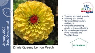 Zinnia Queeny Lemon Peach
• Vigorous and healthy plants
• Stunning 2-4” blooms
• Consistent bloom colors
and height
• Unique reverse fading
results in a range of colors
• Performed especially well
in the Northeast and
West/Northwest
January
2022
Seed
Ornamental
Inground
 