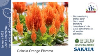Celosia Orange Flamma
• Fiery non-fading
orange color
• Good basal
branching
• Long show of color
• Great performance in
all weather
conditions
January
2022
Seed
Ornamental
Inground
and
Container
 