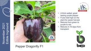 Pepper Dragonfly F1
• A thick walled, great
tasting purple pepper
• Fruits held high on the
plant for easier harvest
• Matures from green to
purple to red
• Matures in 75 days from
transplant
November
2021
Edible
Inground
 