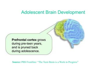 Adolescent Brain Development
Prefrontal cortex grows
during pre-teen years,
and is pruned back
during adolescence.
Source: PBS Frontline: “The Teen Brain is a Work in Progress”
 