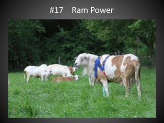 #17 Ram Power
 