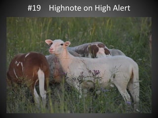 #19 Highnote on High Alert
 
