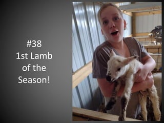 #38
1st Lamb
of the
Season!
 