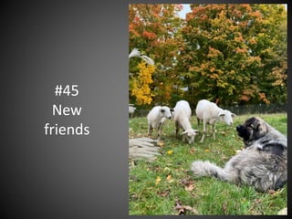 #45
New
friends
 