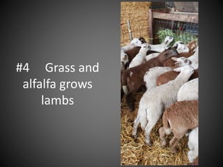 #4 Grass and
alfalfa grows
lambs
 