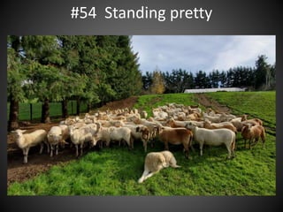 #54 Standing pretty
 