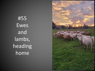 #55
Ewes
and
lambs,
heading
home
 