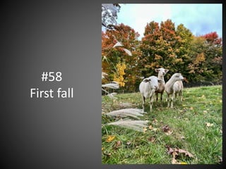 #58
First fall
 