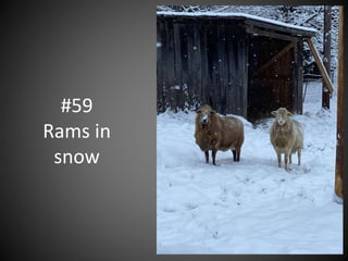 #59
Rams in
snow
 