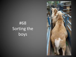 #68
Sorting the
boys
 