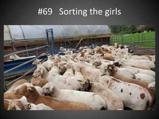 #69 Sorting the girls
 