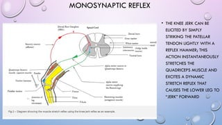 Dynamic Reflex 2022 Reflex arc Motor Functions of Spinal Cord (1).pptx