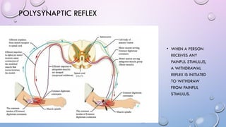 2022 Reflex arc Motor Functions of Spinal Cord (1).pptx