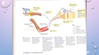 2022 Reflex arc Motor Functions of Spinal Cord (1).pptx