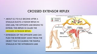 2022 Reflex arc Motor Functions of Spinal Cord (1).pptx