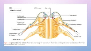 2022 Reflex arc Motor Functions of Spinal Cord (1).pptx