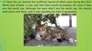 • 17) Dave the cat, became the unofficial mascot of which team during the 2022
World cup? Initially, it was said that Dave would accompany the team if they
won the world cup. Although the team didn’t win the world cup, the mascot
went home with them, and is now spending his time in quarantine.
 