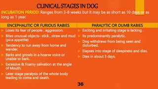 Frothy Stage ANNUAL LECTURE SERIES ON ONE HEALTH APPROACH ON RABIES PREVENTION AND ...