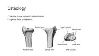 Osteology
• Stabilise during pronation and supination
• Sigmoid notch of the radius
 