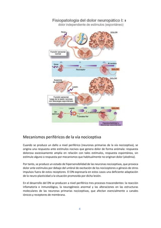 4
Mecanismos periféricos de la vía nociceptiva
Cuando se produce un daño a nivel periférico (neuronas primarias de la vía ...