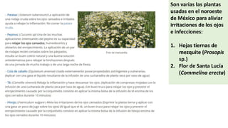 Son varias las plantas
usadas en el noroeste
de México para aliviar
irritaciones de los ojos
e infecciones:
1. Hojas tiernas de
mezquite (Prosopis
sp.)
2. Flor de Santa Lucía
(Commelina erecta)
 