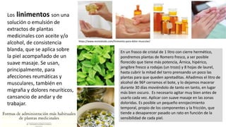 Los linimentos son una
solución o emulsión de
extractos de plantas
medicinales con aceite y/o
alcohol, de consistencia
blanda, que se aplica sobre
la piel acompañado de un
suave masaje. Se usan,
principalmente, para
afecciones reumáticas y
musculares, también en
migraña y dolores neuríticos,
cansancio de andar y de
trabajar.
En un frasco de cristal de 1 litro con cierre hermético,
pondremos plantas de Romero fresco, a ser posible
florecido que tiene más potencia, Árnica, hipérico,
jengibre fresco a rodajas (un trozo) y 8 hojas de laurel,
hasta cubrir la mitad del tarro prensando un poco las
plantas para que queden apretaditas. Añadimos el litro de
alcohol de 96º cerramos el bote, y lo dejamos macerar
durante 30 días moviéndolo de tanto en tanto, en lugar
más bien oscuro. Es necesario agitar muy bien antes de
usarlo cada vez. Aplicar con suave masaje en las zonas
doloridas. Es posible un pequeño enrojecimiento
temporal, propio de los componentes y la fricción, que
tiende a desaparecer pasado un rato en función de la
sensibilidad de cada piel.
https://www.revistatodo.com/linimento-para-dolor-muscular/
 