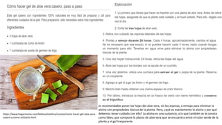 https://www.hogarmania.com/belleza/estetica/cuerpo/como-hacer-gel-aloe-vera-
casero-y-como-utilizarlo.html
es recomendable poner las hojas del aloe vera, sin las espinas, a remojo para eliminar la
aloína con propiedades tóxicas de la planta. Pero, ¿qué es exactamente la aloína y por qué
debemos tener cuidado con ella? La aloína es una sustancia, a la que también se le conoce
como látex, que compone la planta de aloe vera que se encuentra entre el color verde de la
planta y el gel trasparente
 