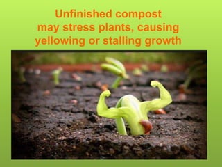 Unfinished compost
may stress plants, causing
yellowing or stalling growth
 