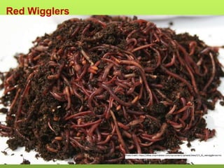 Red Wigglers
 