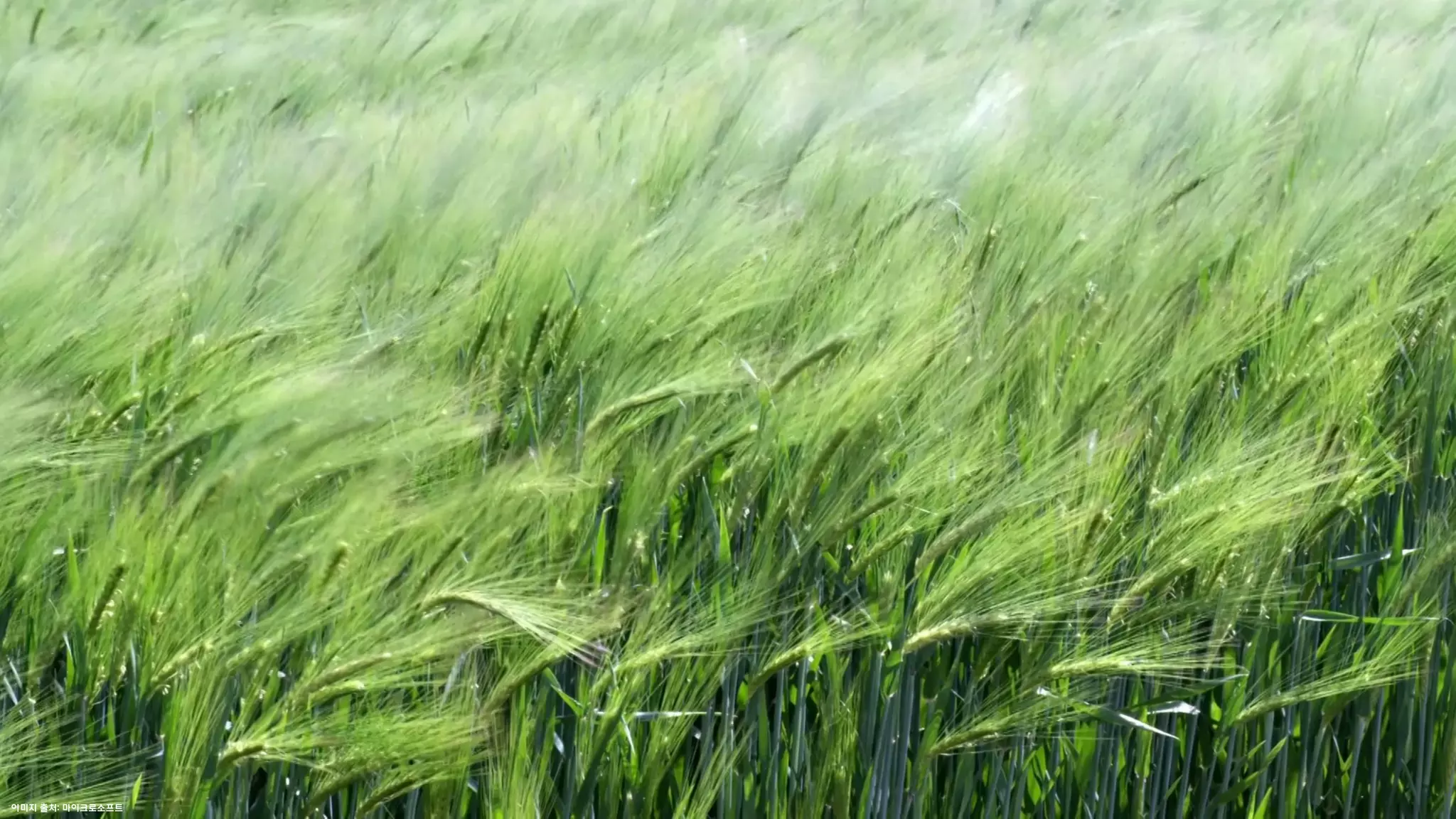 이미지 출처: 마이크로소프트
 