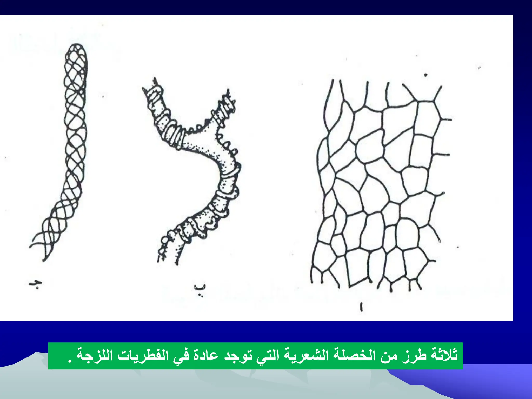 ‫الل‬ ‫الفطريات‬ ‫في‬ ‫عادة‬ ‫توجد‬ ‫التي‬ ‫الشعرية‬ ‫الخصلة‬ ‫من‬ ‫رز‬ ‫ثالثة‬
‫زجة‬
.
 