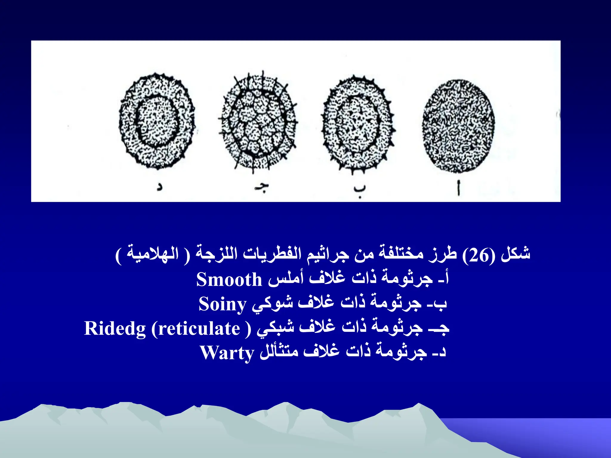 ‫شكل‬
(
26
)
‫اللزجة‬ ‫الفطريات‬ ‫جراثيم‬ ‫من‬ ‫مختلفة‬ ‫رز‬
(
‫الهالمية‬
)
‫أ‬
-
‫أملظ‬ ‫غالف‬ ‫ذات‬ ‫جرثومة‬
Smooth
‫م‬
-
‫شوكي‬ ‫غالف‬ ‫ذات‬ ‫جرثومة‬
Soiny
‫جـ‬
-
‫شبكي‬ ‫غالف‬ ‫ذات‬ ‫جرثومة‬
Ridedg (reticulate )
‫د‬
-
‫غالف‬ ‫ذات‬ ‫جرثومة‬
‫متثألل‬
Warty
 