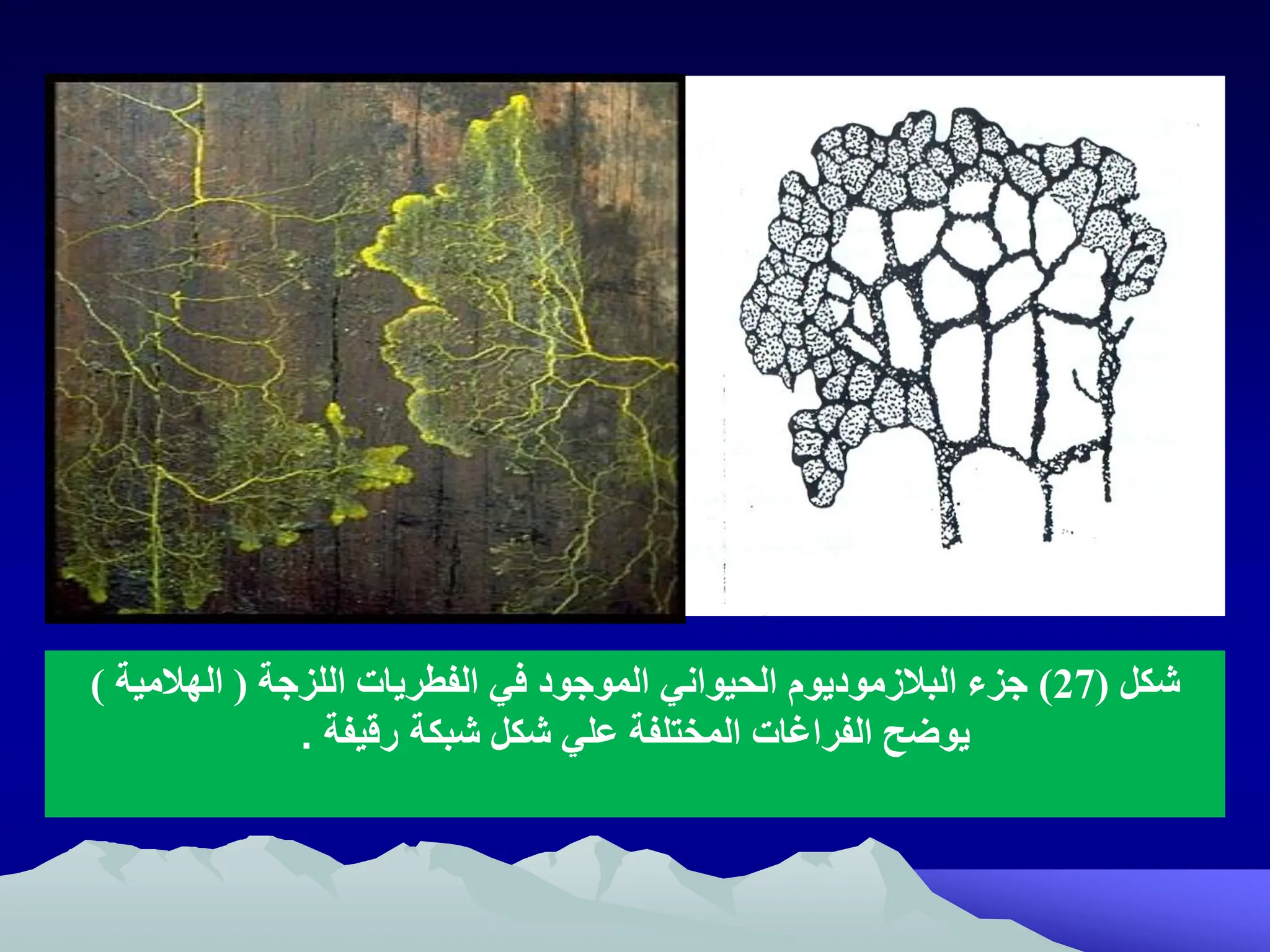 ‫شكل‬
(
27
)
‫اللزجة‬ ‫الفطريات‬ ‫في‬ ‫الموجود‬ ‫الحيواني‬ ‫البالزموديوم‬ ‫جزء‬
(
‫الهالمية‬
)
‫شكل‬ ‫علي‬ ‫المختلفة‬ ‫الفراغات‬ ‫يوضح‬
‫شبك‬
‫رقيف‬
.
 