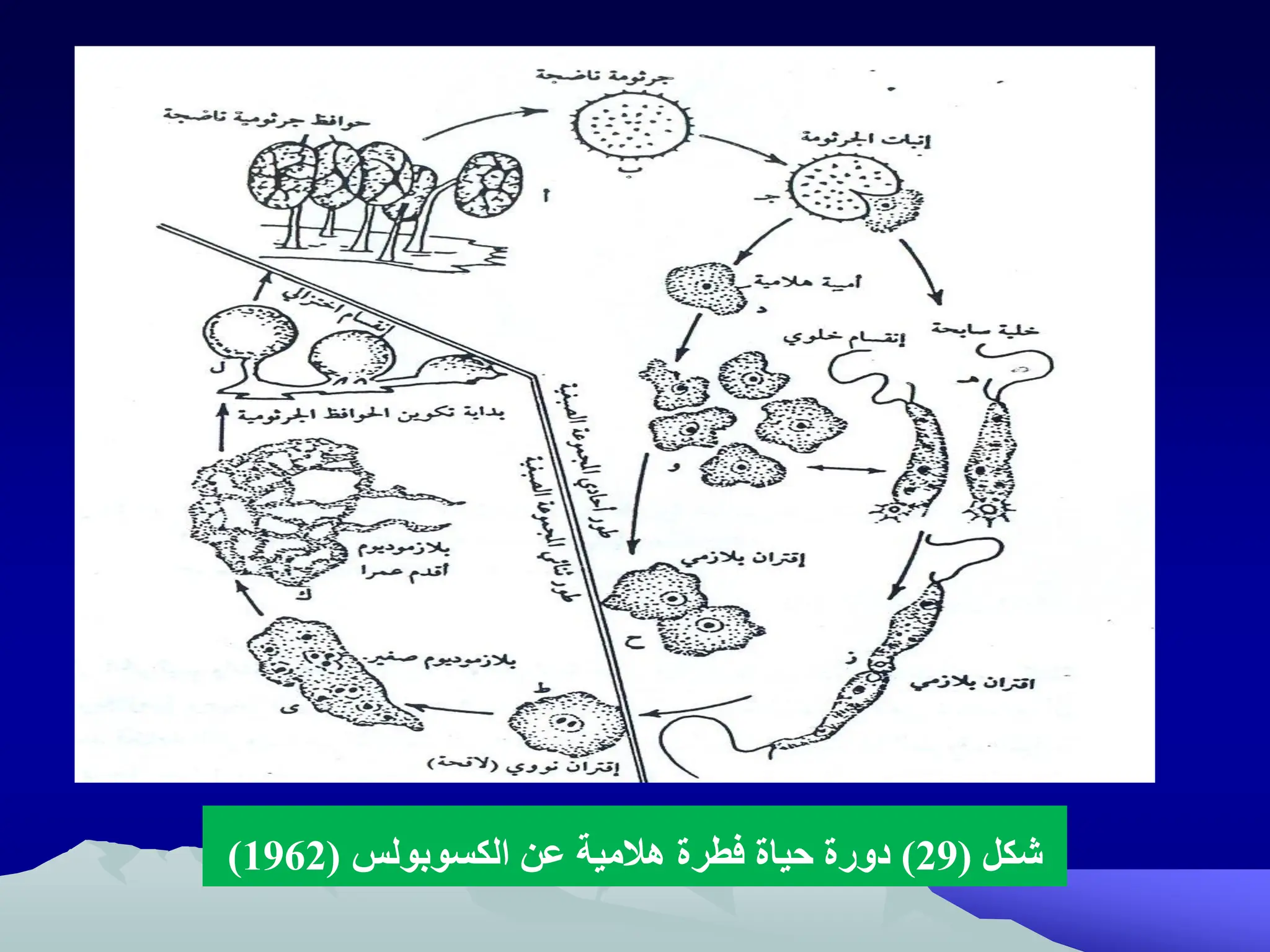 ‫شكل‬
(
29
)
‫عن‬ ‫هالمية‬ ‫فطرة‬ ‫حياة‬ ‫دورة‬
‫الكسوبولظ‬
(
1962
)
 