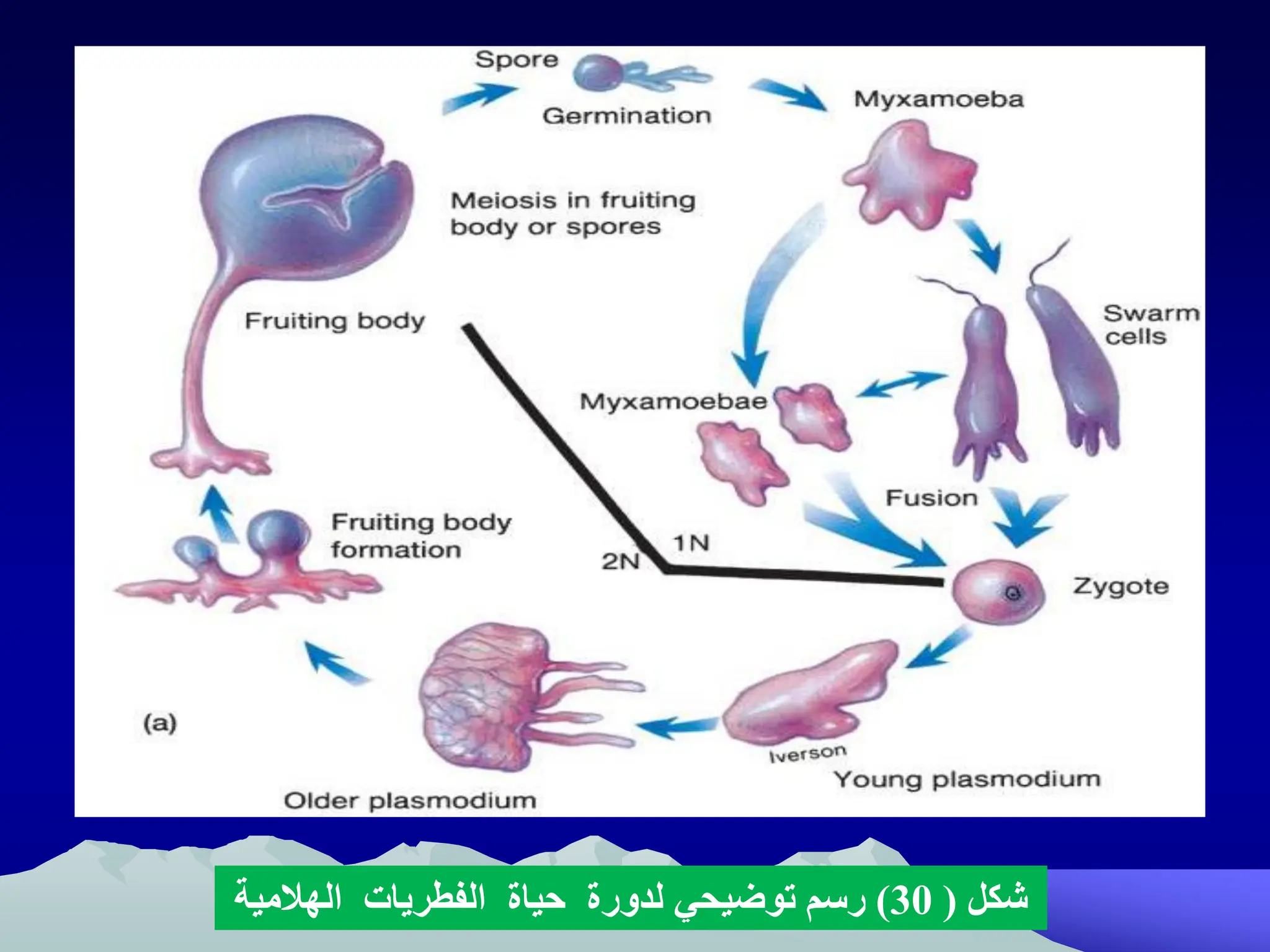 ‫شكل‬
(
30
)
‫لدورة‬ ‫توضيحي‬ ‫رسم‬
‫حياة‬
‫الفطريات‬
‫الهالمية‬
 
