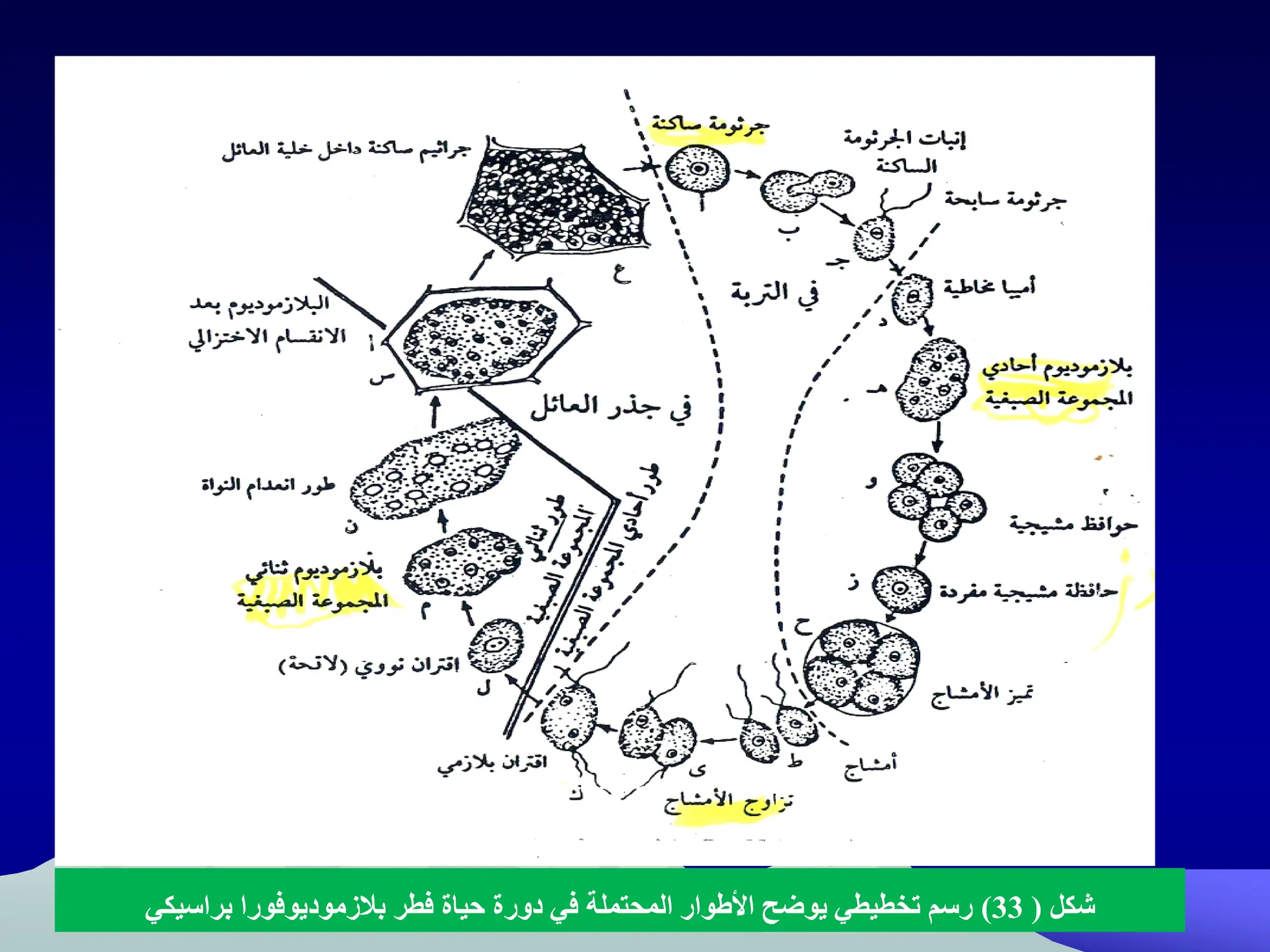 ‫شكل‬
(
33
)
‫فطر‬ ‫حياة‬ ‫دورة‬ ‫في‬ ‫المحتملة‬ ‫وار‬ ‫اا‬ ‫يوضح‬ ‫تخطيطي‬ ‫رسم‬
‫بالزموديوفورا‬
‫براسيكي‬
 