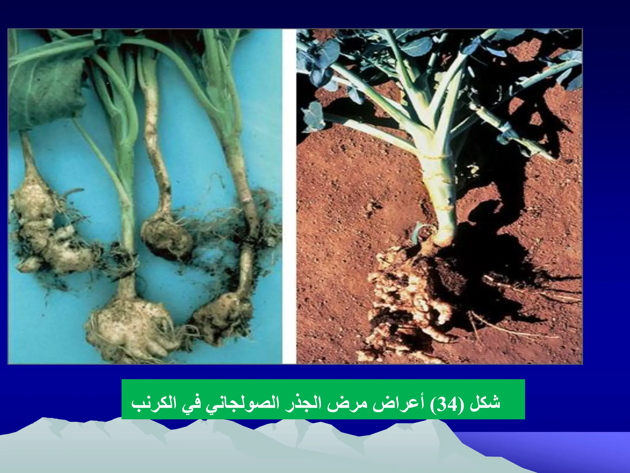 ‫شكل‬
(
34
)
‫الجذر‬ ‫مرض‬ ‫أعراض‬
‫الصولجاني‬
‫الكرنب‬ ‫في‬
 