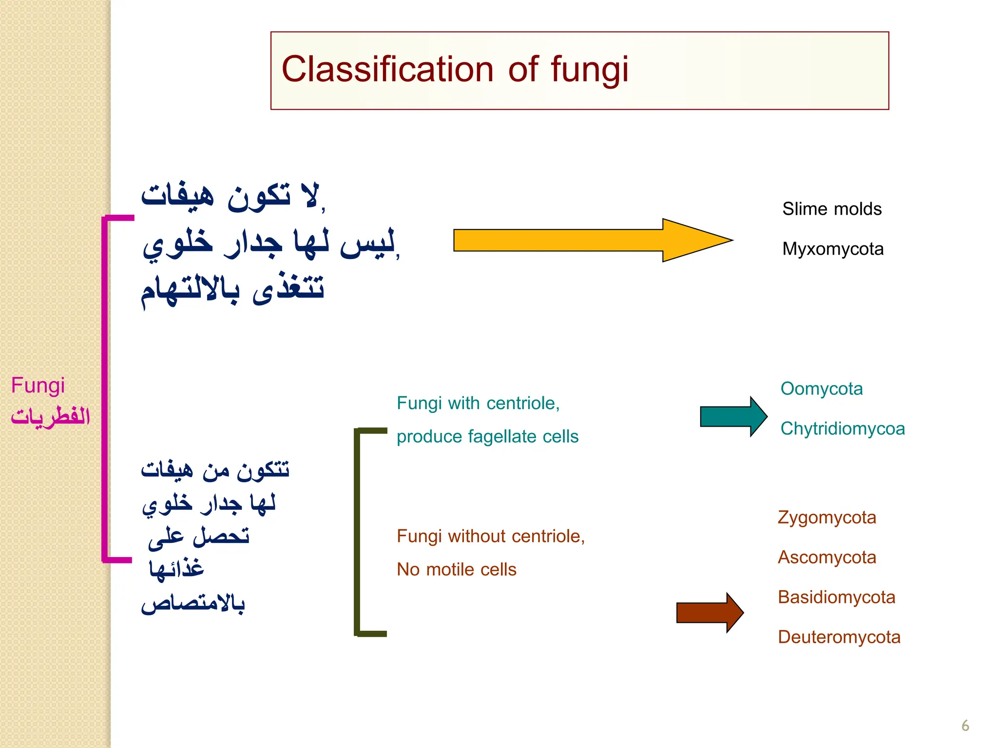 6
Classification of fungi
Zygomycota
Ascomycota
Basidiomycota
Deuteromycota
‫هيفات‬ ‫تكون‬ ‫ال‬,
‫خلوي‬ ‫جدار‬ ‫لها‬ ‫ليس‬,
‫بااللتهام‬ ‫تتغذى‬
‫من‬ ‫تتكون‬
‫هيفات‬
‫خلوي‬ ‫جدار‬ ‫لها‬
‫على‬ ‫تحصل‬
‫غذائها‬
‫باالمتصاص‬
Fungi with centriole,
produce fagellate cells
Fungi without centriole,
No motile cells
Fungi
‫الفطريات‬
Slime molds
Myxomycota
Oomycota
Chytridiomycoa
 