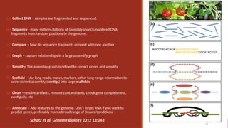 (a) Collect DNA – samples are fragmented and sequenced.
(b) Sequence - many millions/billions of (possibly short) unordered DNA
fragments from random positions in the genome.
(c) Compare – how do sequence fragments connect with one another
(d) Graph – capture relationships in a large assembly graph
(e) Simplify- The assembly graph is refined to correct errors and simplify
(f) Scaffold – Use long reads, mates, markers, other long-range information to
order/orient assembly (contigs) into large scaffolds
(g) Clean – resolve artifacts, remove contaminants, check gene completeness,
contiguity, etc
(h) Annotate – Add features to the genome. Don’t forget RNA if you want to
predict genes, preferably from a broad range of tissues/conditions
19
Schatz et al. Genome Biology 2012 13:243
 