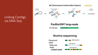 PacBio/ONT long-reads
10-100 kb+
Linking Contigs
via DNA Seq
Illumina sequencing
Paired-end
reads
Mate pair
reads
>5kb fragment
<500bp fragment
Linked reads
>50kb fragments
HiC (Chromosome Conformation Capture) Wikipedia
 