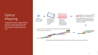 Optical
Mapping
Using high resolution single-molecule
restriction mapping combined with
fluorescent dyes and fluorescence
microscopy to produce a genomic
map
55
 