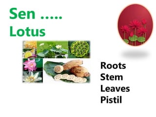 Sen …..
Lotus
Roots
Stem
Leaves
Pistil
 