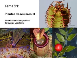 Tema 21:
Plantas vasculares III
Modificaciones adaptativas
del cuerpo vegetativo
Euphorbia
canariensis
Cuscuta sp.
Nepenthes sibuyanensis Ruscus aculeatus
 